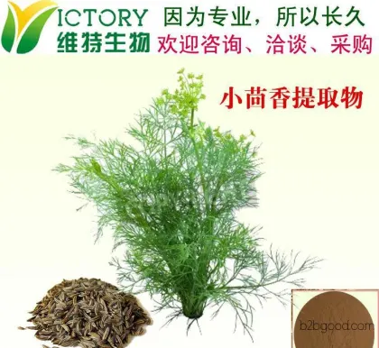 Factory stock, natural fennel pure plant extraction, fennel aldehyde 10:1