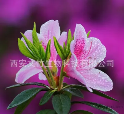 Cosmetic raw material, Retinol potassium amino acid salt, Retinol derivative, Azulene