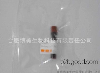 (gapdh) / 3 глицеральдегид 3 фосфатов дегидрогеназы glyceraldehyde-3-phosphate фосфатдегидрогеназа