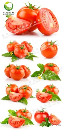 3.6 Sinapoyl Sucrose, professionally customized pure natural extracts, high-content standard products available for bulk orders