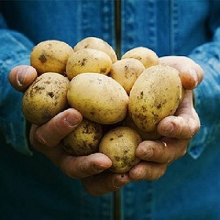 Potato Collection 6S – Selected Fresh Potatoes