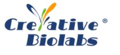 Анти-ERBB2-MCC-DM1 АДЦ