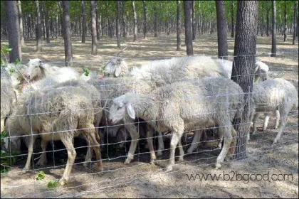 СЛЕДУЮЩАЯ & ПРАКТИЧЕСКАЯ ОСНОВА